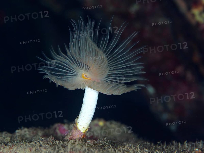 A single smooth calcareous worm (Protula tubularia) that develops its fine tentacles in dark water in the Mediterranean near Hyères, Giens peninsula diving site, Porquerolles, Provence, Côte d'Azur, France