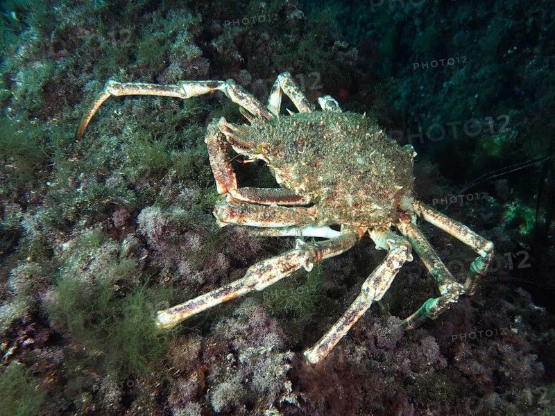 A large crab, spider crab (Maja squinado), moves among algae along a reef in the Mediterranean near Hyères, Giens peninsula diving site, Porquerolles, Provence, Côte d'Azur, France