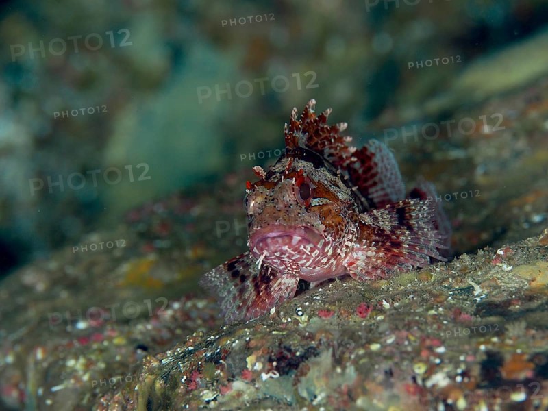 A small scorpionfish, Little Dragonhead (Scorpaena notata), rests camouflaged on the seabed, surrounded by natural textures and subtle colors in the Mediterranean near Hyères, Giens Peninsula diving site, Porquerolles, Provence, Côte d'Azur, France