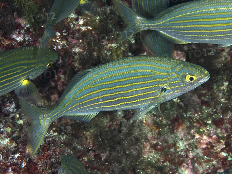 Fish with distinctive stripes, gold stripes (Sarpa salpa), swim elegantly through the Mediterranean near Hyères, Giens peninsula diving site, Porquerolles, Provence, Côte d'Azur, France