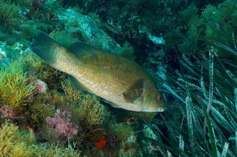 Spotted wrapfish (Labrus bergylta) swims next to rocks and various underwater plants in the Mediterranean near Hyères, Giens peninsula diving site, Porquerolles, Provence, Côte d'Azur, France