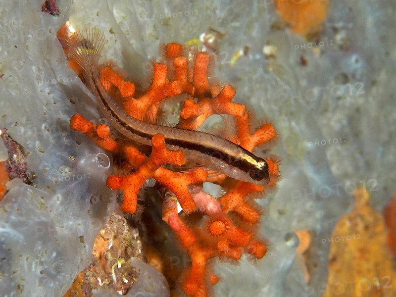 A small fish, long-striped hagfish (Parablennius rouxi), rests on a lively orange falsified coral (Myriapora truncata) in the Mediterranean near Hyères, Giens Peninsula diving site, Porquerolles, Provence, Côte d'Azur, France