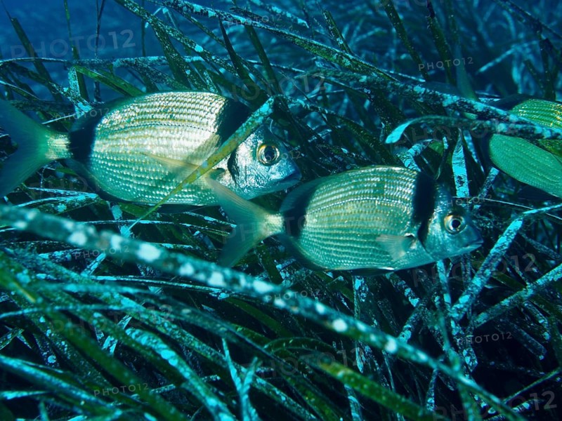 Two two-banded breams (Diplodus vulgaris) hide in Neptune grass (Posidonia oceanica) in the Mediterranean near Hyères, Giens peninsula diving site, Porquerolles, Provence, Côte d'Azur, France