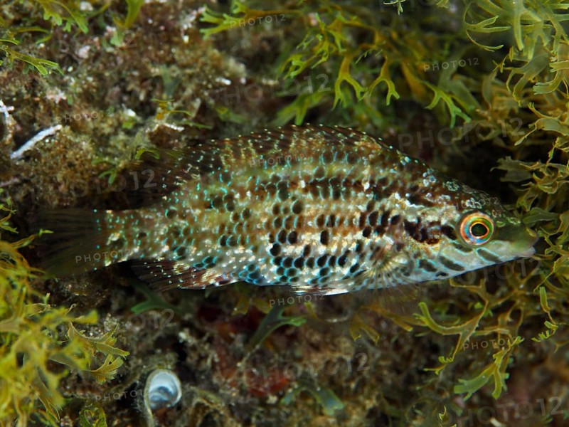 Five-legged wrapfish (Symphodus roissali) with patterned brown and green scales between algae in the Mediterranean near Hyères, Giens peninsula diving site, Porquerolles, Provence, Côte d'Azur, France