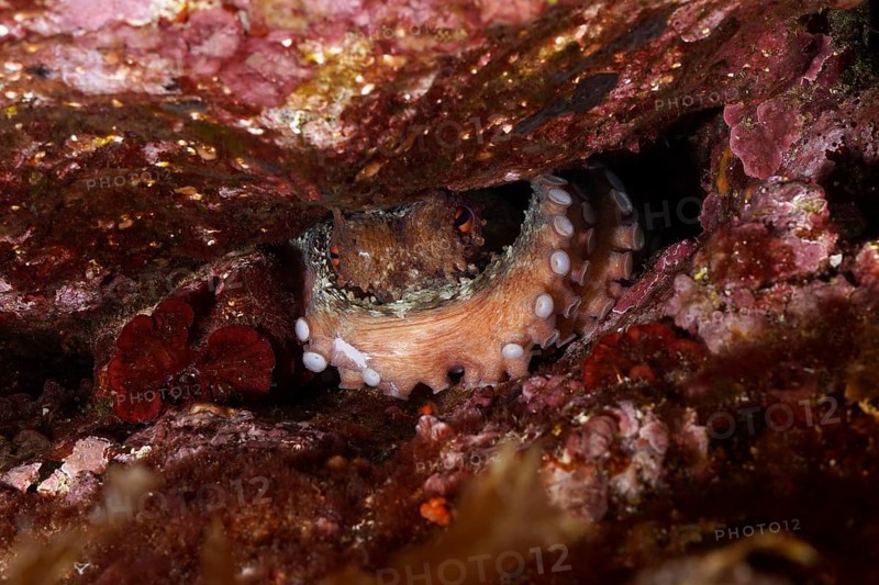 Octopus, common octopus (Octopus vulgaris) with visible tentacles hides between rocks in the Mediterranean near Hyères, Giens peninsula diving site, Porquerolles, Provence, Côte d'Azur, France