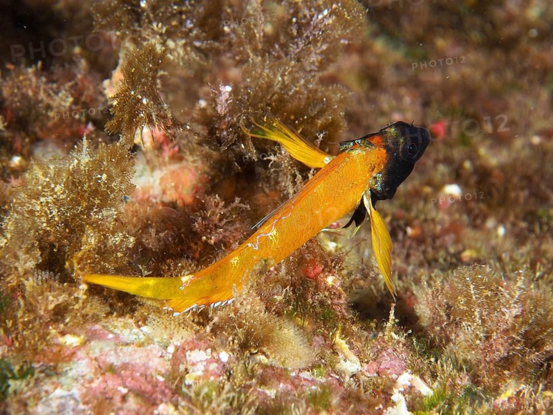 Small orange-colored fish with a dark head, yellow pointed hagfish (Tripterygion delaisi), between algae in the Mediterranean near Hyères, Giens peninsula diving site, Porquerolles, Provence, Côte d'Azur, France