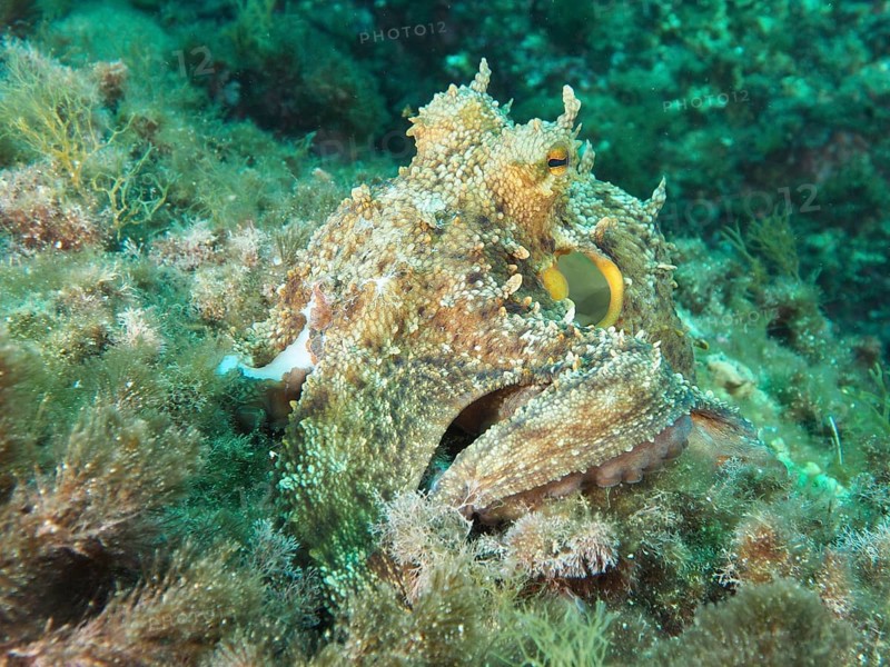 Camouflaged octopus, common octopus (Octopus vulgaris) among algae on the seabed in the Mediterranean near Hyères, Giens peninsula diving site, Porquerolles, Provence, Côte d'Azur, France