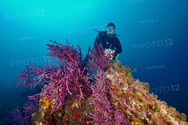 Diver explores a purple coral, color-changing gorgony (Paramuricea clavata), overgrown underwater cliff in the Mediterranean near Hyères, Giens peninsula diving site, Porquerolles, Provence, Côte d'Azur, France