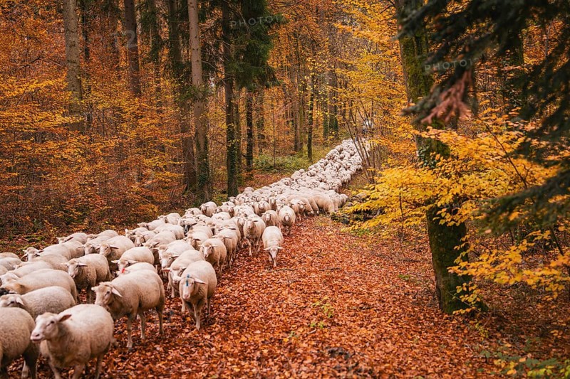 A large flock of sheep moves through an autumnal forest full of orange leaves, Gechingen, Calw district, Germany