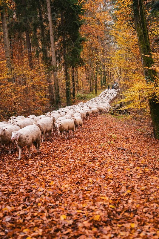 Sheep follow a path through the autumnal forest covered with leaves, Gechingen, Calw district, Germany