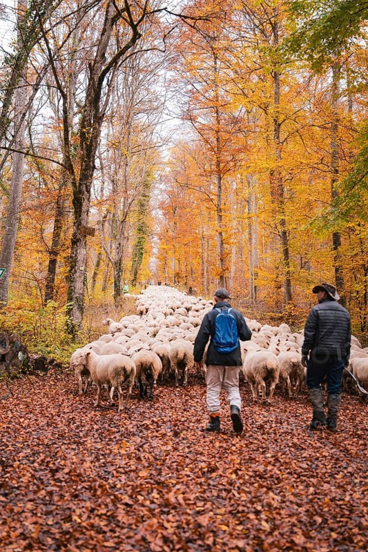 Two people lead a large flock of sheep on an autumn forest trail, Gechingen, Calw district, Germany