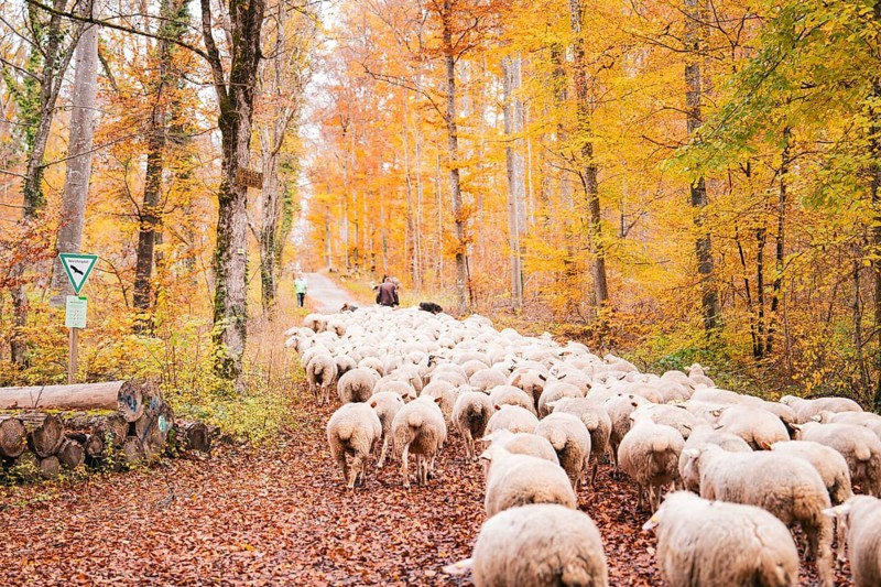 A flock of sheep is led by a keeper through the autumn forest, Gechingen, Calw district, Germany
