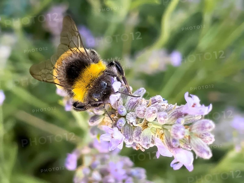 Close-up of bumblebee (Bombus terrestris) sitting on flower sucking nectar, international
