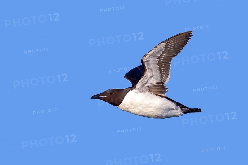 Thick-billed murre, Brünnich's guillemot (Uria lomvia lomvia) flying against blue sky in summer, Svalbard, Spitsbergen