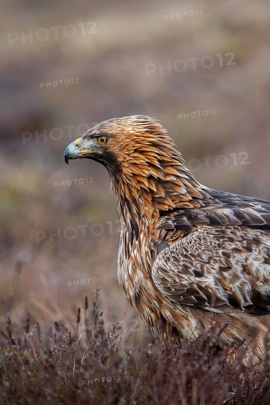 European golden eagle (Aquila chrysaetos chrysaetos) close-up portrait of adult in moorland, heathland in winter