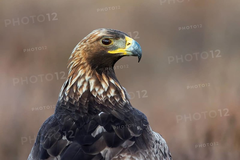 European golden eagle (Aquila chrysaetos chrysaetos) close-up portrait of juvenile in moorland, heathland in winter