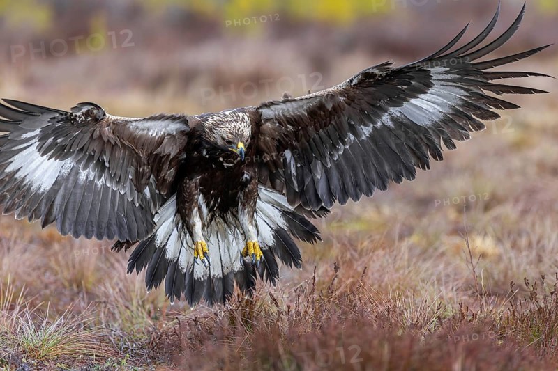 European golden eagle (Aquila chrysaetos chrysaetos) juvenile showing large talons in flight while landing in moorland, heathland in winter