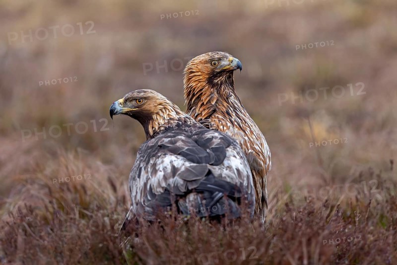 Two European golden eagles (Aquila chrysaetos chrysaetos) sitting in moorland, heathland in winter