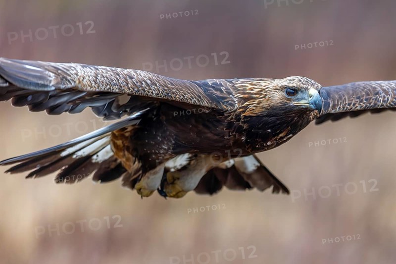European golden eagle (Aquila chrysaetos chrysaetos) juvenile flying over moorland, heathland in winter