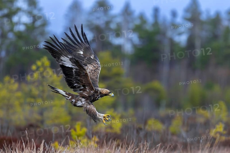 European golden eagle (Aquila chrysaetos chrysaetos) juvenile in flight, landing in moorland, heathland at edge of forest in winter