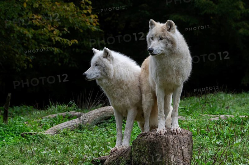 Two Arctic wolves, white wolves, polar wolves (Canis lupus arctos) in zoo, wolf species native to the High Arctic tundra of Canada