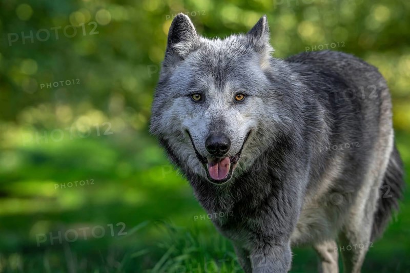 Close-up portrait of black and white Northwestern wolf, Mackenzie Valley wolf, Canadian, Alaskan timber wolf (Canis lupus occidentalis) in forest