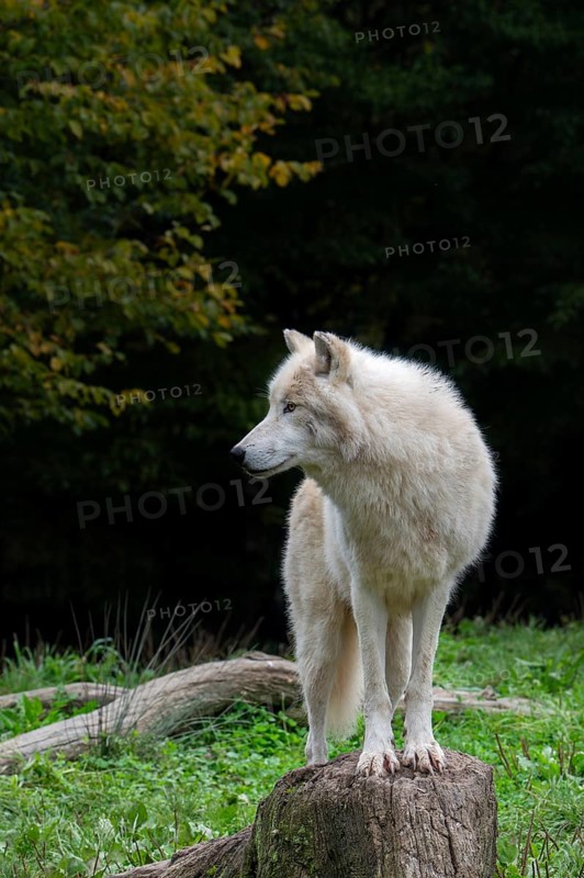 Arctic wolf, white wolf, polar wolf (Canis lupus arctos) in zoo, native to the High Arctic tundra of Canada