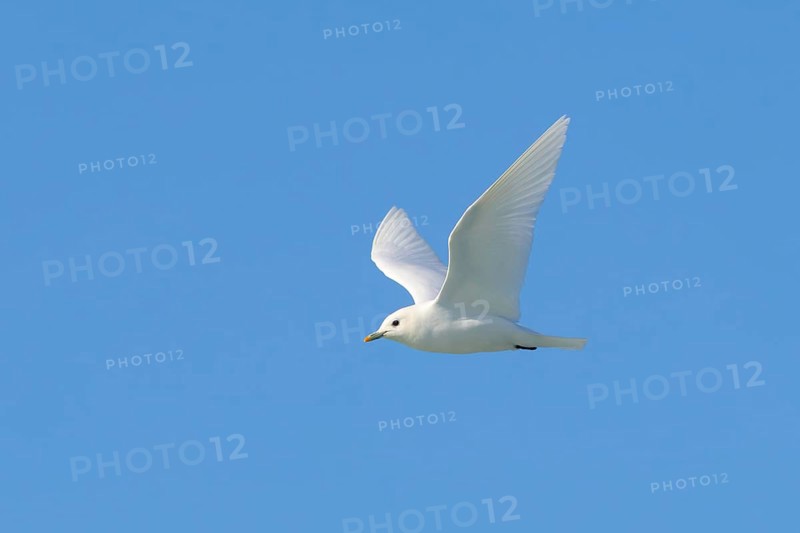Ivory gull (Pagophila eburnea, Larus eburneus) flying against blue sky along the coast of Svalbard, Spitsbergen, Norway