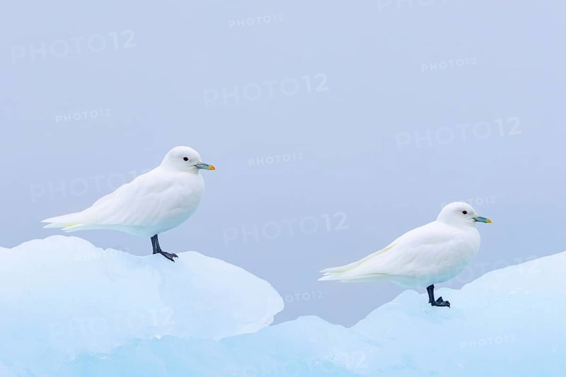 Two ivory gulls (Pagophila eburnea, Larus eburneus) resting on ice floe along the coast of Svalbard, Spitsbergen, Norway