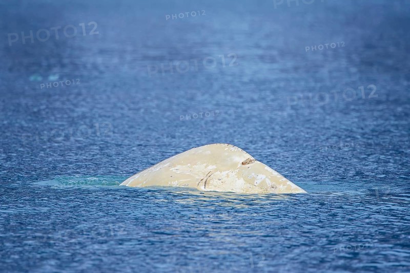 Surfacing beluga whale, white whale (Delphinapterus leucas) showing scars on back by boat propeller in the Arctic Ocean near Svalbard, Spitsbergen