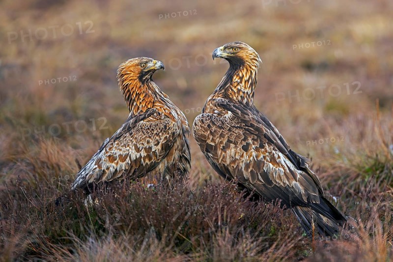 Two European golden eagles (Aquila chrysaetos chrysaetos) sitting in moorland, heathland in winter