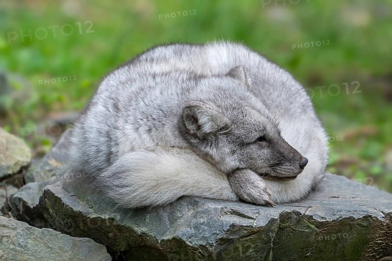 Arctic fox, white fox, polar fox, snow fox (Vulpes lagopus) sleeping curled up on rock, showing seasonal colour change in its coat in autumn, fall