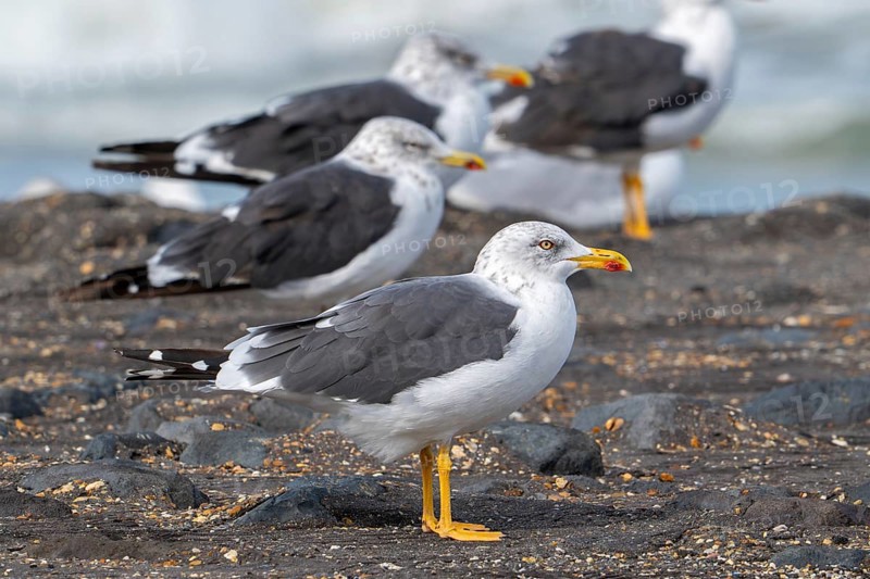 Lesser black-backed gulls (Larus fuscus) resting on high tide refuge during high water along the North Sea coast in early autumn, fall
