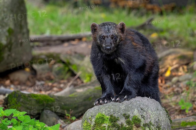 Wolverine, glutton, carcajou (Gulo gulo) showing its big paws with crampon-like claws in forest, native to Scandinavia, Siberia, Canada and Alaska