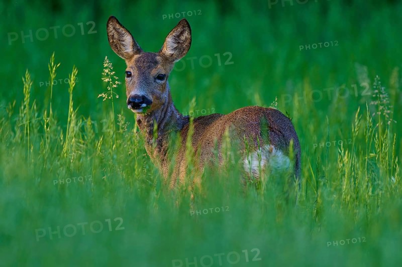 A deer stands quietly in tall grass and looks curiously sideways, European deer (Capreolus capreolus), Hesse, Germany