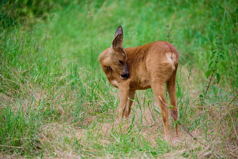 A deer licks its fur while standing in the grass, European deer (Capreolus capreolus), summer, Hesse, Germany