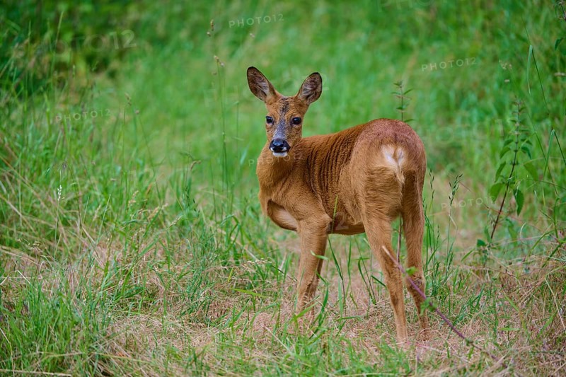 A deer looks over its shoulder and stands in high meadow, European deer (Capreolus capreolus), summer, Hesse, Germany