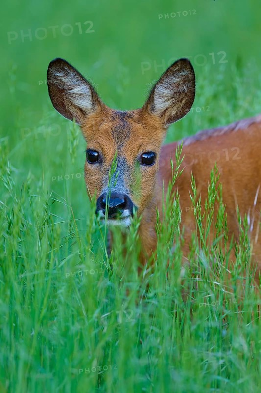 Deer looking out of the shelter of tall grass, its ears set up, European deer (Capreolus capreolus), Hesse, Germany