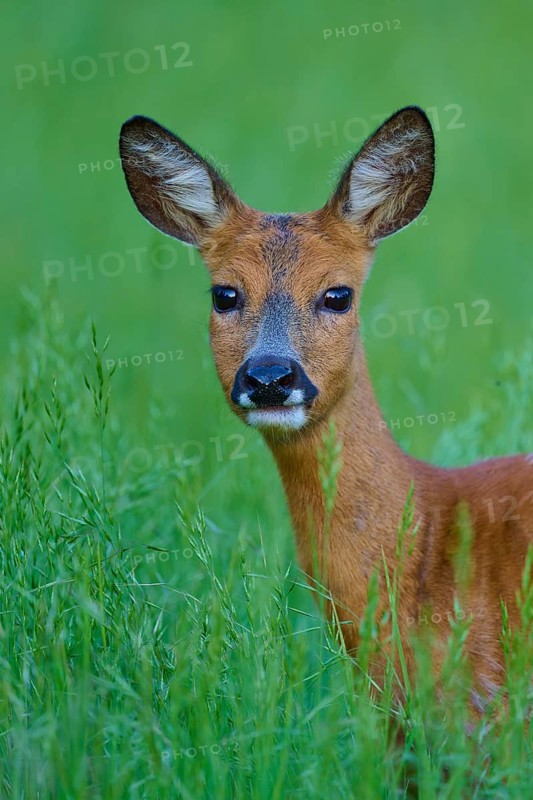 Deer in a green field, curious and with open ears, European deer (Capreolus capreolus), Hesse, Germany
