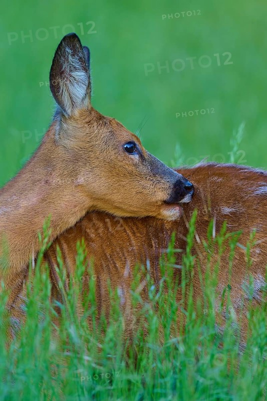 Deer turns its head backwards to care for its fur in a green field, European deer (Capreolus capreolus), Hesse, Germany