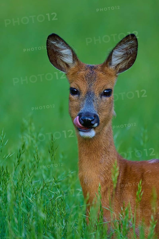 Deer licking its lips in a green field, alert, European deer (Capreolus capreolus), Hesse, Germany