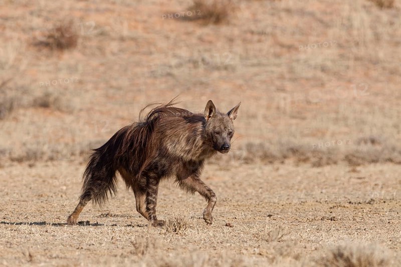 Brown hyena (Parahyaena brunnea), adult walking in dry grassland, Kgalagadi Transfrontier Park, Northern Cape, South Africa