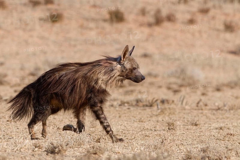 Brown hyena (Parahyaena brunnea), adult running in dry grassland, Kgalagadi Transfrontier Park, Northern Cape, South Africa