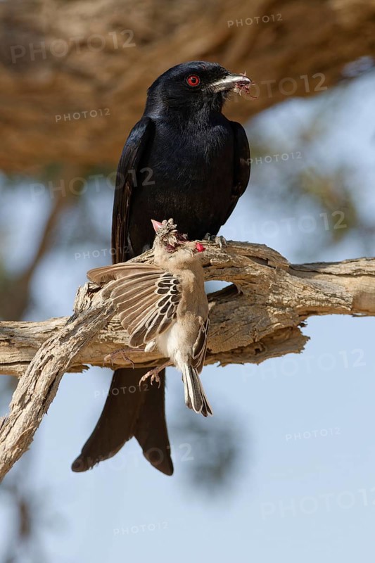 Fork-tailed drongo (Dicrurus adsimilis), adult, sitting on a branch, eating, a sociable weaver (Philetairus socius) as prey, Kgalagadi Transfrontier Park, Northern Cape, South Africa