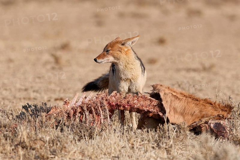 Black-backed jackal (Lupulella mesomelas), adult, standing near the carcass of a common eland (Taurotragus oryx), looking around, alert, Kgalagadi Transfrontier Park, Northern Cape, South Africa