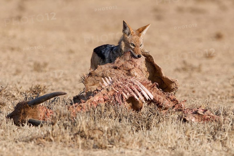 Black-backed jackal (Lupulella mesomelas), adult, alert, feeding on skin and carcass of a common eland (Taurotragus oryx), Kgalagadi Transfrontier Park, Northern Cape, South Africa