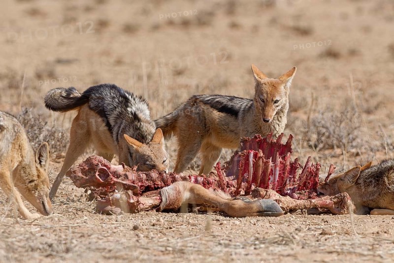 Black-backed jackals (Lupulella mesomelas), group of jackals, feeding on carcass of a common eland (Taurotragus oryx), Kgalagadi Transfrontier Park, Northern Cape, South Africa