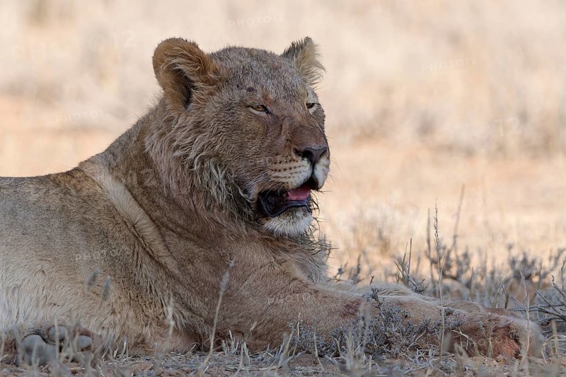 African lion (Panthera leo), young adult male lying down, resting in the shade, alert, animal portrait, Kgalagadi Transfrontier Park, Northern Cape, South Africa