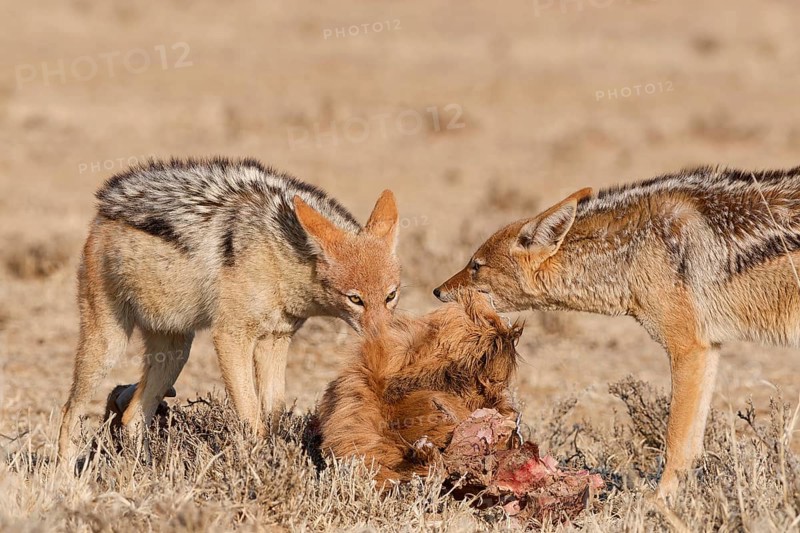 Black-backed jackals (Lupulella mesomelas), two adults, feeding on skin and carcass of a common eland (Taurotragus oryx), Kgalagadi Transfrontier Park, Northern Cape, South Africa