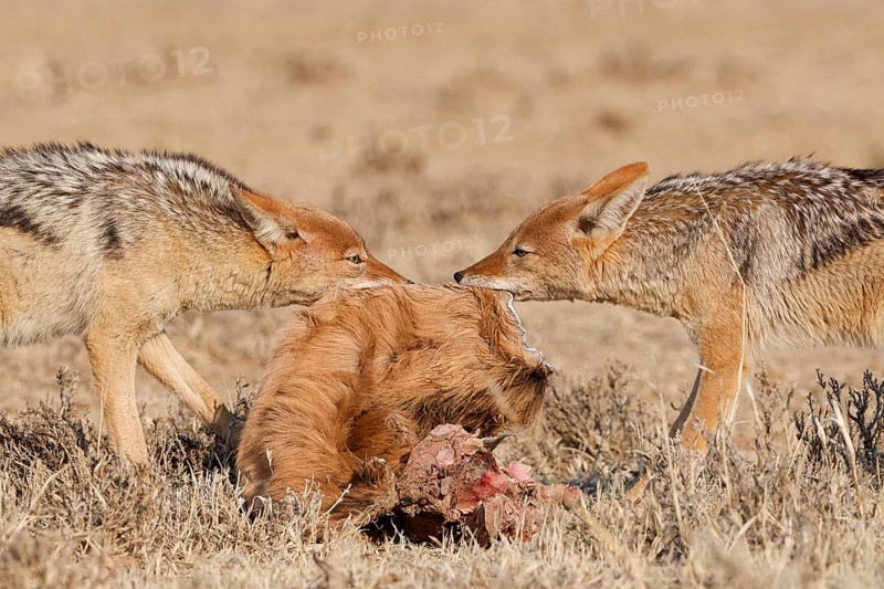 Black-backed jackals (Lupulella mesomelas), two adults, face to face, fighting over the skin and carcass of a common eland (Taurotragus oryx), Kgalagadi Transfrontier Park, Northern Cape, South Africa